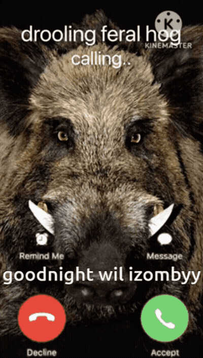 A Picture Of A Wild Boar With The Words Drooling Feral Hog Calling On It GIF
