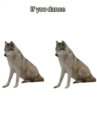 A Picture Of A Wolf With The Words And If You Don 'T I 'Ll Dance Anyway Below It GIF