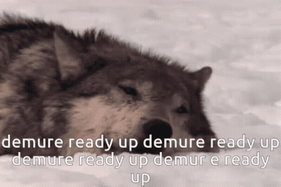 A Picture Of A Wolf With The Words Demure Ready Up Demure Ready Up Demure Ready Up Demure Ready Up GIF