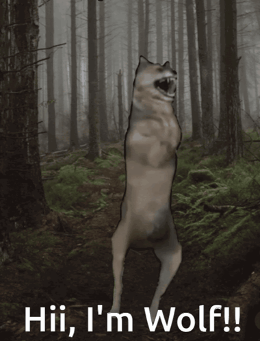 A Picture Of A Wolf With The Words Hii I 'M Wolf GIF