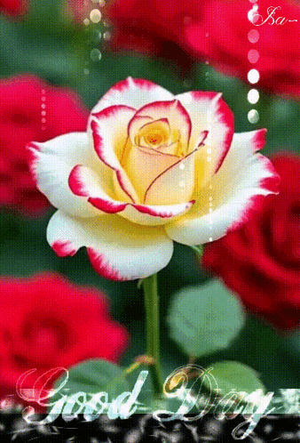A Picture Of A Yellow And Red Rose With The Words Good Day GIF