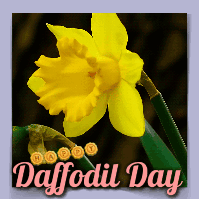 A Picture Of A Yellow Daffodil With The Words Happy Daffodil Day Below It GIF