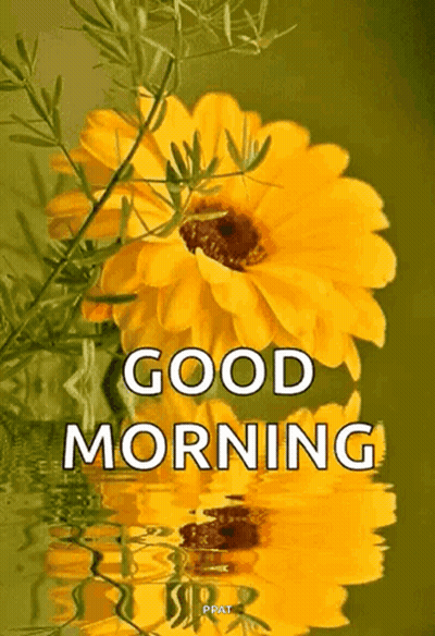 A Picture Of A Yellow Flower With The Words Good Morning Below It GIF