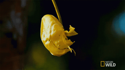 A Picture Of A Yellow Flower With The Words National Geographic Wild On The Bottom GIF