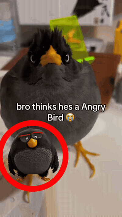 A Picture Of An Angry Bird With A Caption That Says Bro Thinks He 'S A Angry Bird GIF