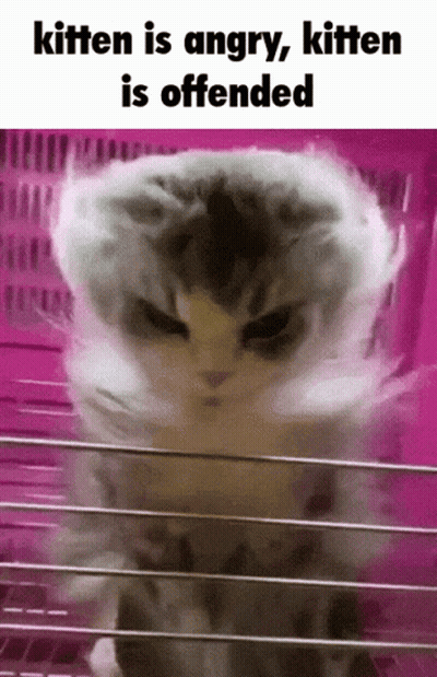 A Picture Of An Angry Kitten With The Words Kitten Is Angry Kitten Is Offended GIF