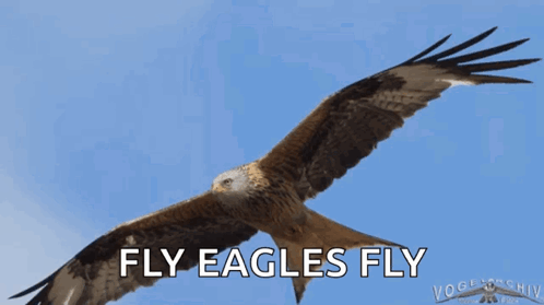 A Picture Of An Eagle With The Words " Fly Eagles Fly " Below It GIF