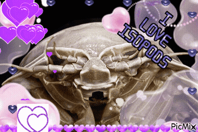 A Picture Of An Isopod With The Words I Love Isopods On It GIF