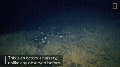 A Picture Of An Octopus Nursery With A Caption That Says This Is An Octopus Nursery Unlike Any Observed Before GIF
