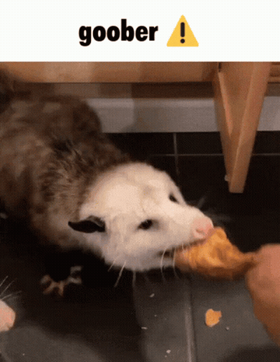 A Picture Of An Opossum Eating A Piece Of Food With The Words Goober Above It GIF