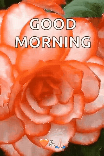 A Picture Of An Orange Rose With The Words `` Good Morning '' On It . GIF