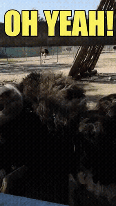 A Picture Of An Ostrich And The Words Oh Yeah GIF
