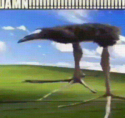 A Picture Of An Ostrich Standing In A Field With The Words Damn Written On The Bottom GIF