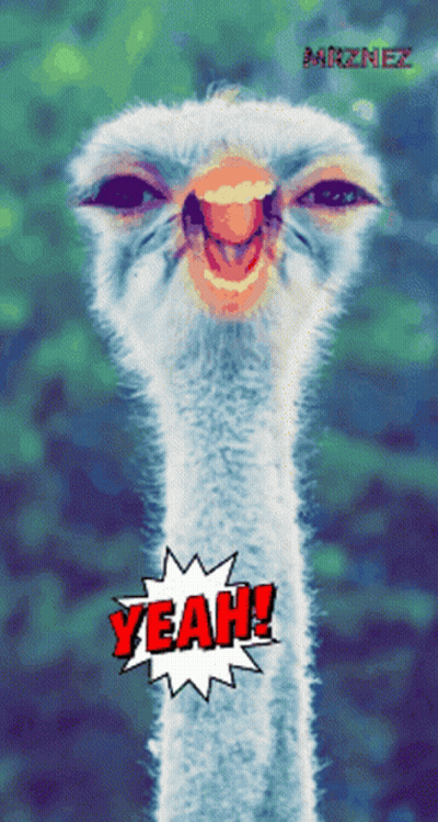 A Picture Of An Ostrich With The Word Yeah In Red GIF