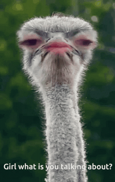 A Picture Of An Ostrich With The Words Girl What Is You Talking About GIF