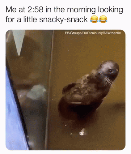 A Picture Of An Otter With The Caption " Me At 1:58 In The Morning Looking For A Little Snacky-Snack " GIF