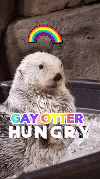 A Picture Of An Otter With The Words Gay Otter Hungry On It GIF