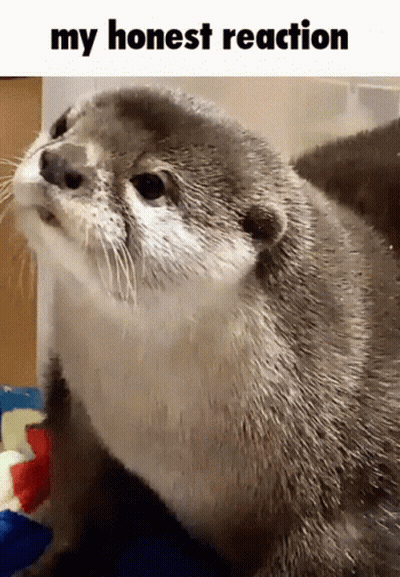 A Picture Of An Otter With The Words " My Honest Reaction " Below It GIF