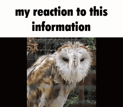 A Picture Of An Owl With The Words " My Reaction To This Information " Above It GIF
