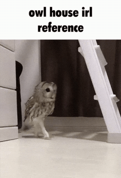 A Picture Of An Owl With The Words Owl House Irl Reference GIF