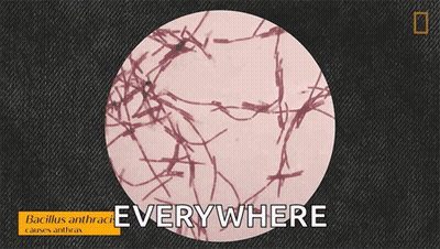 A Picture Of Bacillus Anthrace Causes Anthrax GIF
