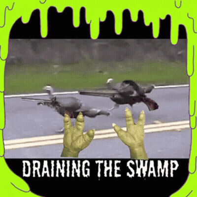 A Picture Of Birds And A Hand With The Words " Draining The Swamp " On It GIF