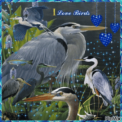 A Picture Of Birds With The Words I Love Birds GIF