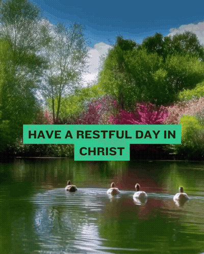 A Picture Of Ducks Swimming In A Lake With The Words Have A Restful Day In Christ GIF