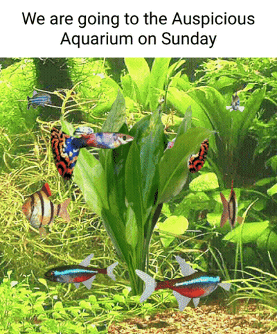 A Picture Of Fish In An Aquarium With The Words We Are Going To The Auspicious Aquarium On Sunday GIF