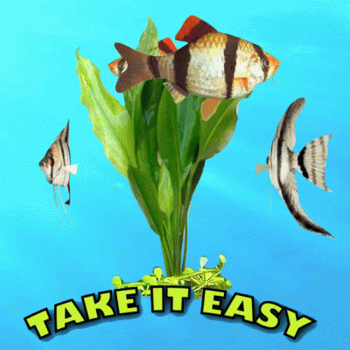 A Picture Of Fish With The Words Take It Easy Below Them GIF