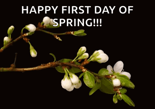 A Picture Of Flowers With The Words Happy First Day Of Spring On The Bottom GIF