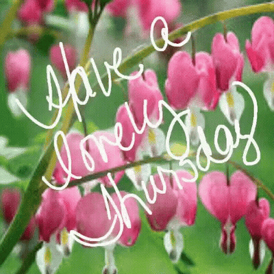 A Picture Of Pink Bleeding Heart Flowers With The Words Have A Lovely Thursday Written On It GIF