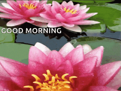 A Picture Of Pink Flowers With The Words Good Morning GIF