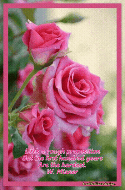 A Picture Of Pink Roses With A Quote From W. Mianer GIF