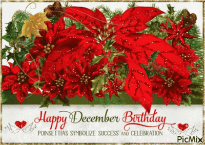 A Picture Of Poinsettia Flowers With The Words Happy December Birthday GIF