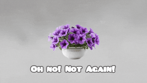 A Picture Of Purple Flowers In A White Pot With The Words Oh No Not Again GIF