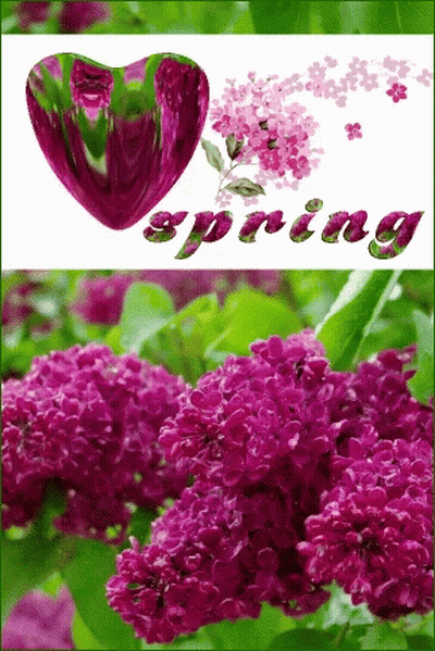 A Picture Of Purple Flowers With A Heart And The Word Spring GIF