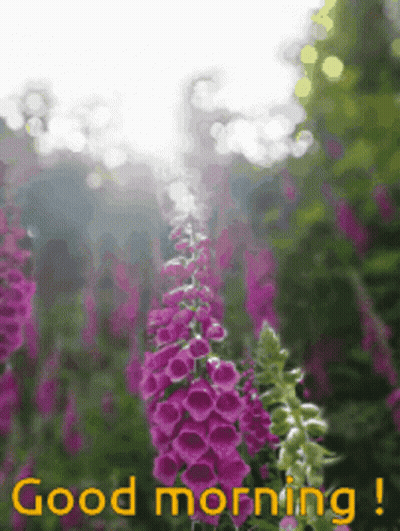 A Picture Of Purple Flowers With The Words Good Morning Below It GIF