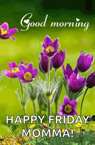 A Picture Of Purple Flowers With The Words `` Good Morning Happy Friday Momma '' Written On It . GIF
