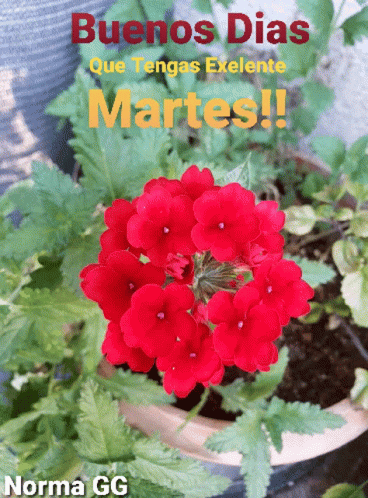 A Picture Of Red Flowers With The Words Buenos Dias Que Tengas Exlente Martes On It GIF
