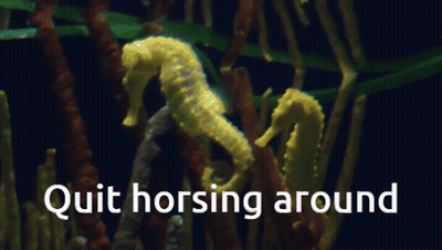 A Picture Of Seahorses With The Words Quit Horsing Around Underneath GIF