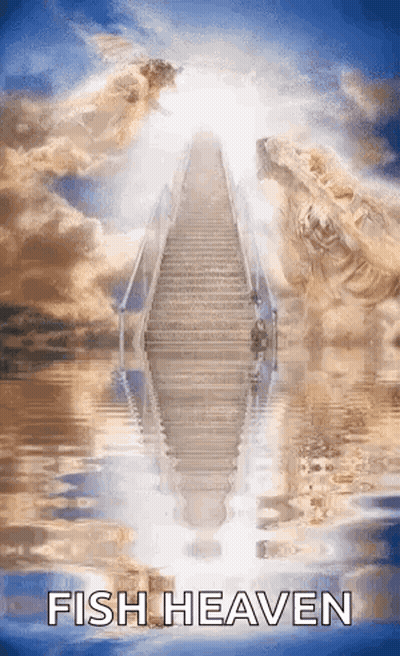 A Picture Of Stairs Leading Up To Heaven With The Words `` Fish Heaven '' Written On It . GIF