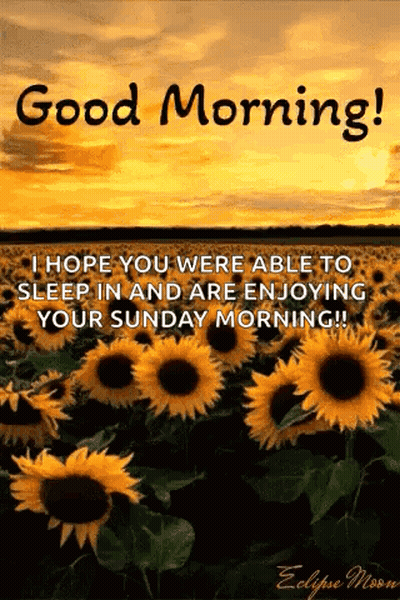 A Picture Of Sunflowers With The Words Good Morning I Hope You Were Able To Sleep In And Are Enjoying Your Sunday Mornin GIF
