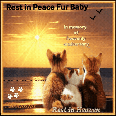 A Picture Of Three Kittens With The Words Rest In Peace Fur Baby In Memory Of Heavenly Anniversary GIF