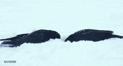 A Picture Of Two Birds In The Snow With The Letters Mvninn Below Them GIF