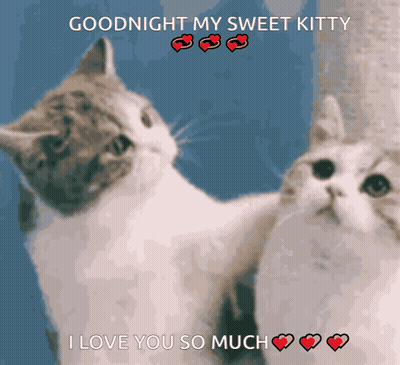 A Picture Of Two Cats With The Words Goodnight My Sweet Kitty I Love You So Much Above Them GIF