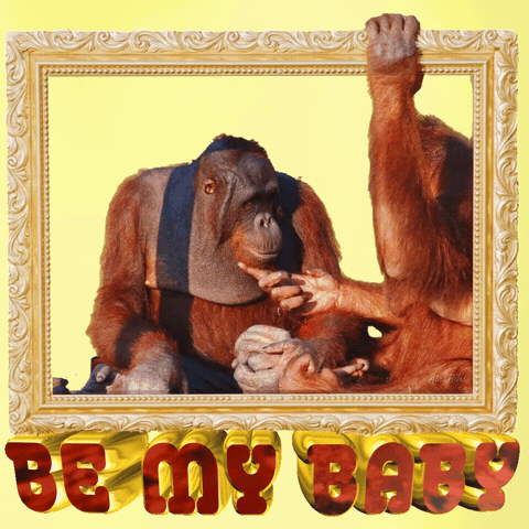 A Picture Of Two Orangutans With The Words Be My Baby GIF
