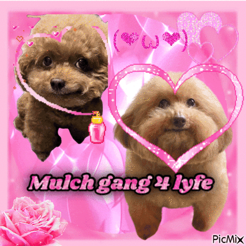A Picture Of Two Small Brown Dogs With The Words Mulch Gang 4 Lyfe GIF