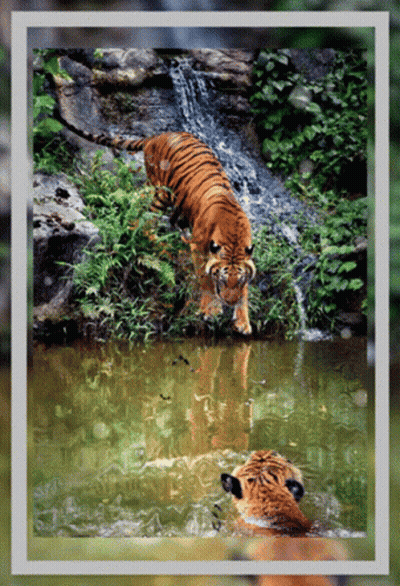 A Picture Of Two Tigers In A Pond With A Waterfall Behind Them GIF