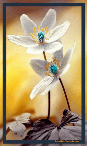 A Picture Of Two White Flowers With A Blue Center And The Words B Collections Design At The Bottom GIF